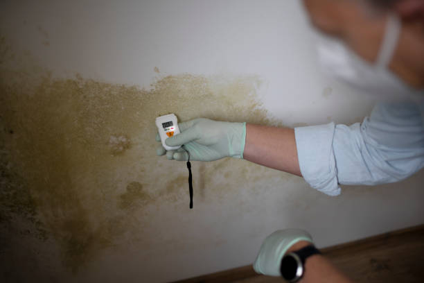 Best Residential Mold Removal  in Selden, NY