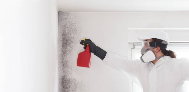 Best Attic Mold Removal  in Selden, NY