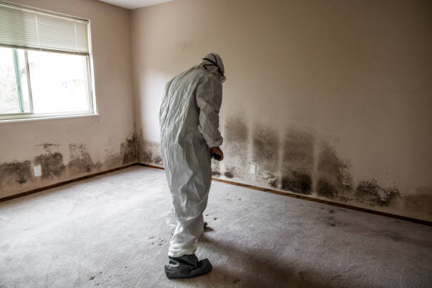 Best Certified Mold Removal  in Selden, NY